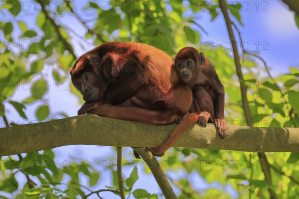 Venezuelan red howler (Alouatta seniculus), adult, female, juvenile, on tree, resting, South America