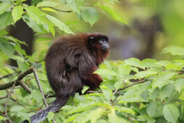 Coppery titi (Plecturocebus cupreus), adult, alert, on tree, South America