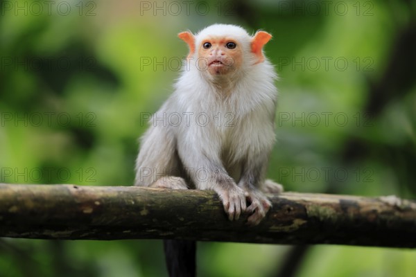 Silver marmoset (Mico argentatus, Syn.: Callithrix argentata), silver marmoset, adult, sitting on tree trunk, alert, South America