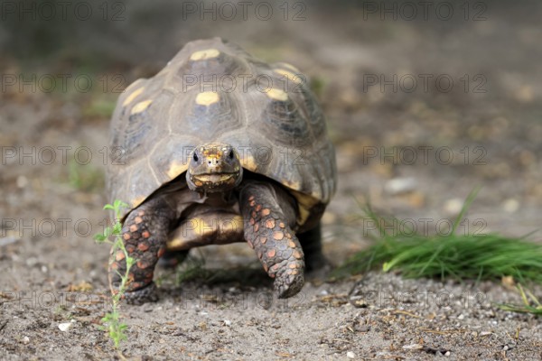 Coal turtle (Geochelone carbonaria), adult, foraging, running, South America