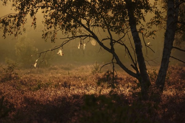 Morning atmosphere in a heath landscape, morning sun and fog, summer, Germany