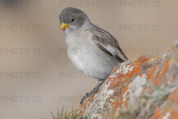 A young white snowfinch (Montifringilla nivalis) with grey feathers and a bright orange beak sits on a rocky surface. The light-coloured background suggests a calm, natural mountain world. The day appears calm and clear. Zermatt, Valais, Alps, Switzerland