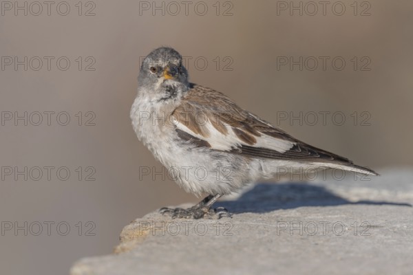 A white snowfinch (Montifringilla nivalis) stands on a rocky surface and displays its striking plumage. The scene captures the essence of winter and emphasises the bird's natural behaviour in a cold environment. Zermatt, Valais, Alps, Swiss