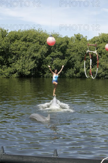 Dolphin, Bottlenose dolphin (Tursiops truncatus), performing tricks, Cuba, Caribbean, Central America