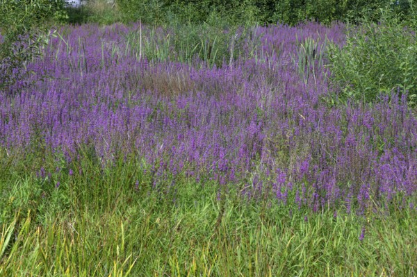 Purple loosestrife (Lythrum salicaria) in a dry carp pond, Eckental, Middle Franconia, Bavaria, Germany