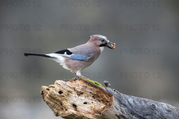 Eurasian jay (Garrulus glandarius) Germany