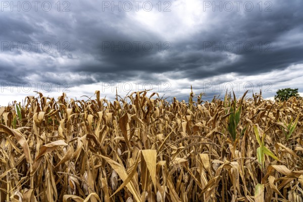 Maize field near Hünxe, dry plants, still being harvested, mostly used for concentrated feed for pigs, cattle and chickens, gloomy storm clouds, North Rhine-Westphalia, Germany