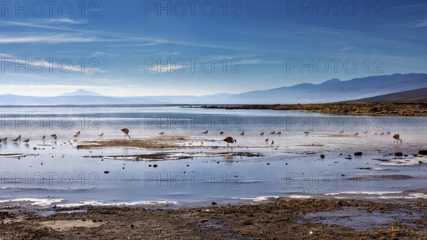 Birds looking for food in a calm lake with mountains in the background, The thermal springs of Polques in Bolivia