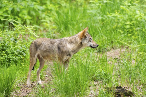 Eurasian wolf (Canis lupus lupus) standing in a forest, Hesse, Germany