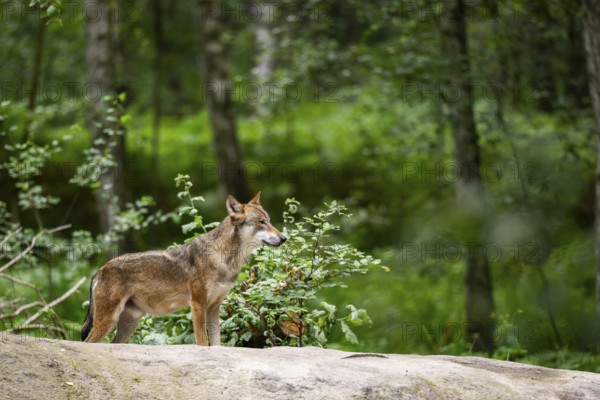 Eurasian wolf (Canis lupus lupus) standing on a little sand hill in the forest, Hesse, Germany