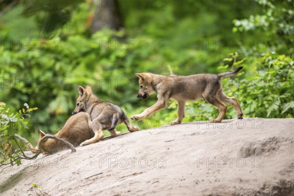 Eurasian wolf (Canis lupus lupus) cubs (youngster) on a little sand hill in the forest, Hesse, Germany