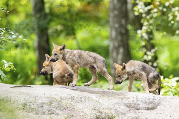 Eurasian wolf (Canis lupus lupus) cubs (youngster) on a little sand hill in the forest, Hesse, Germany