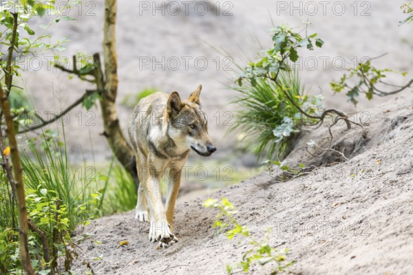 Eurasian wolf (Canis lupus lupus) walking in a forest, Hesse, Germany
