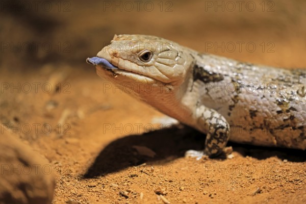 Blue-tongued skink (Tiliqua scincoides), adult, on ground, threatening, portrait, Australia, Germany