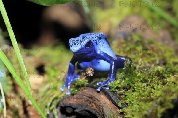 Blue poison dart frog (Dendrobates tinctorius), Blue poison dart frog, adult, alert, South America