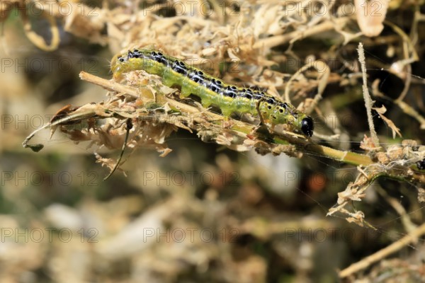 Box tree moth (Cydalima perspectalis), caterpillar, feeding on boxwood, clear feeding, Ellerstadt, Rhineland Palatinate, Germany