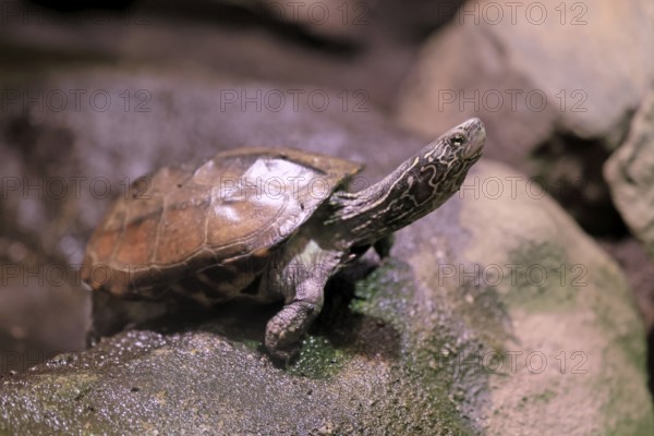 Chinese three-legged turtle (Mauremys reevesii), adult, on rocks, foraging, vigilant, stream turtle, China