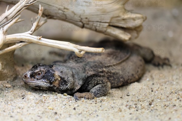 Chuckwalla (Common Chuckwalla ater), adult, on the ground, foraging, Southwest USA, North America, Germany