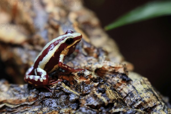 Three-striped Woodcreeper (Epipedobates tricolor), adult, calling, on tree, Ecuador, South America