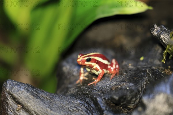 Three-striped Woodcreeper (Epipedobates tricolor), adult, on tree, Ecuador, South America