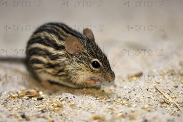 Typical striped grass mouse (Lemniscomys striatus), adult, on ground, alert, foraging, East Africa, West Africa