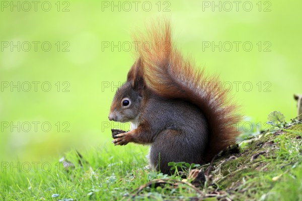 Squirrel (Sciurus vulgaris), adult, in a meadow, eating, with food, walnut, Mannheim, Germany