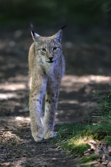 Eurasian lynx (Lynx lynx), adult, stalking, alert, in forest, Hesse, Germany, Europe, captive