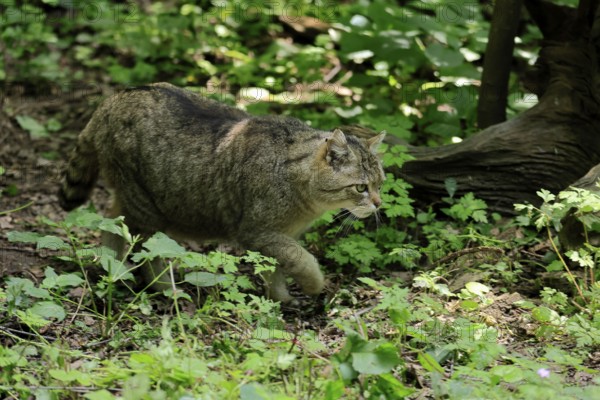 European wildcat (Felis silvestris), adult, stalking, in the forest, foraging, alert, Hesse, Germany, Europe, captive