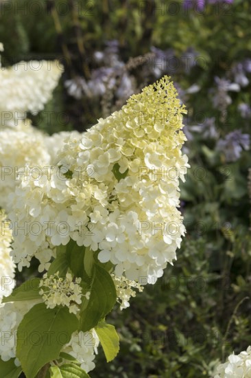 Panicle hydrangea (Hydrangea paniculata 'Polar Bear'), Finland