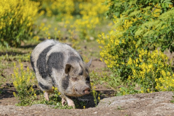 A Kunekune pig (sus scrofa domesticus), a domestic breed from New Zealand walks walks through a yellow flowering meadow. Captive, Austria