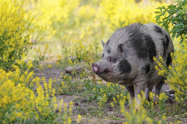 A Kunekune pig (sus scrofa domesticus), a domestic breed from New Zealand walks walks through a yellow flowering meadow. Captive, Austria