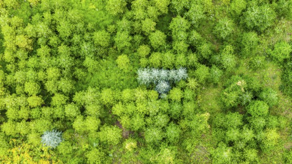 Christmas tree plantation in summer. Christmas trees grow in a coniferous forest for the coming season. Drone photo. Östringen, Baden-Württemberg, Germany