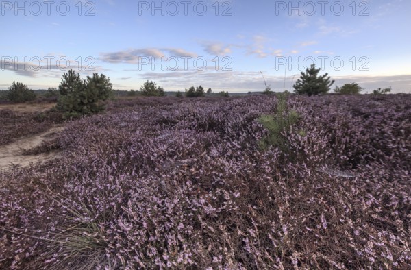 Heath landscape at sunrise, Emsland, Lower Saxony, Germany