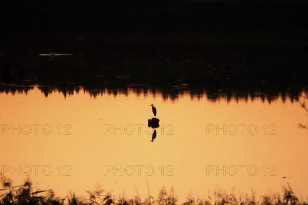 Heron at sunrise in a lake, Saxony, Germany