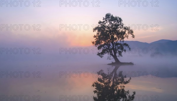 Lone single tree reflected in the still waters of a foggy lake at sunrise, AI generated