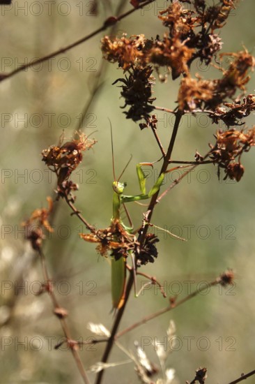 Praying mantis, August, Saxony, Germany