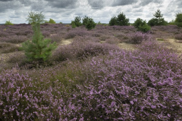 Heathland (Calluna vulgaris), Emsland, Lower Saxony, Germany
