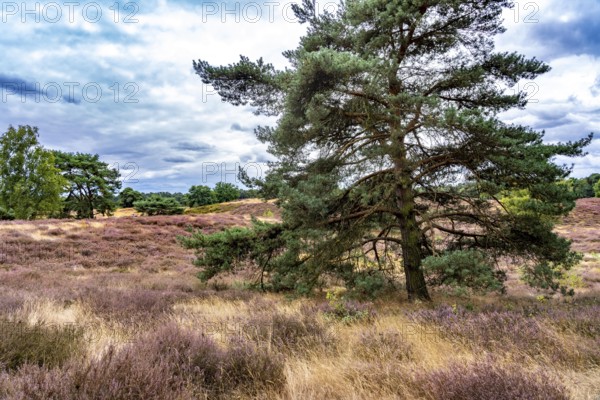 Westruper Heide, in the Hohe Mark Westmünsterland nature park Park, near Haltern am See, heather blossom, North Rhine-Westphalia, Germany
