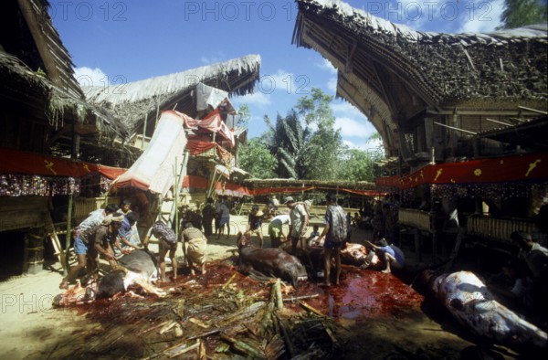Death ceremony, ceremonial slaughter of water buffaloes, Torajaland, Sulawesi, Indonesia