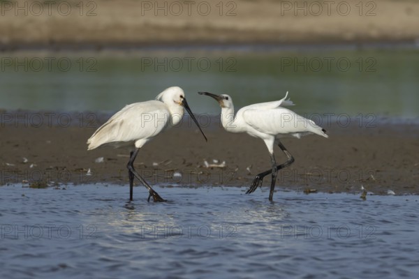 Eurasian spoonbill (Platalea leucorodia) two birds adult bird and juvenile bird begging for food in a shallow lagoon, England, United Kingdom