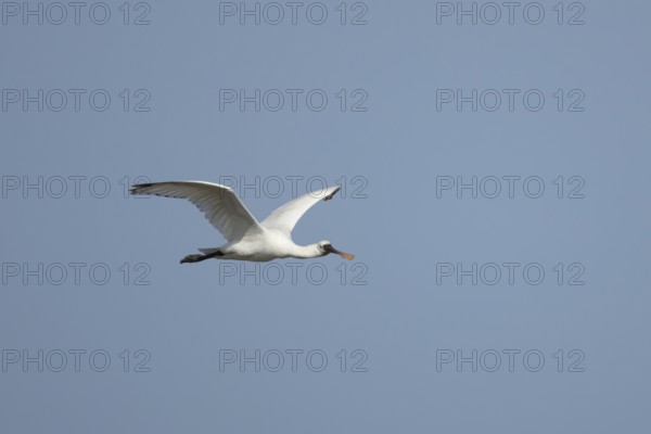 Eurasian spoonbill (Platalea leucorodia) adult bird flying in a blue sky, England, United Kingdom