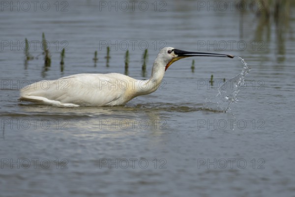 Eurasian spoonbill (Platalea leucorodia) adult bird feeding in a shallow lagoon, England, United Kingdom