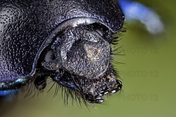 Macro photograph of a shiny beetle with detailed texture and blue colour tones, The forest dung beetle (Anoplotrupes stercorosus)