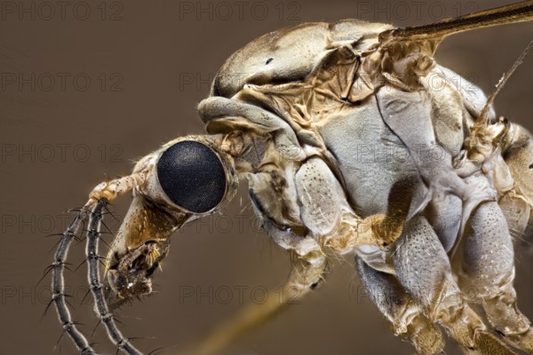Macro view of an insect with focus on eyes and structure, a close-up of a meadow snake or marsh snake (Tipula paludosa)