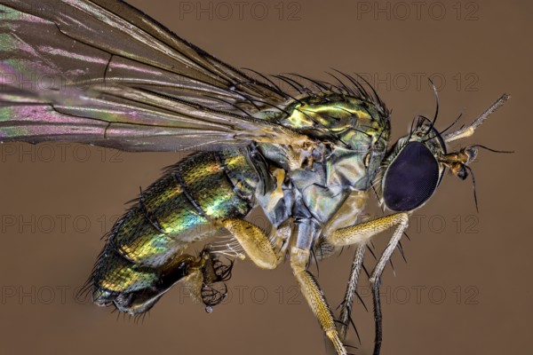 Macro shot of an insect with detailed wings in iridescent colours on a brown background, A close-up of a long-legged fly (Dolichopodidae)