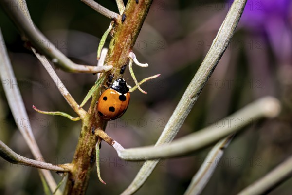 A ladybird sitting on a branch, surrounded by the structures of the plant in the background, The ladybirds in a plant with aphids (Coccinellidae)