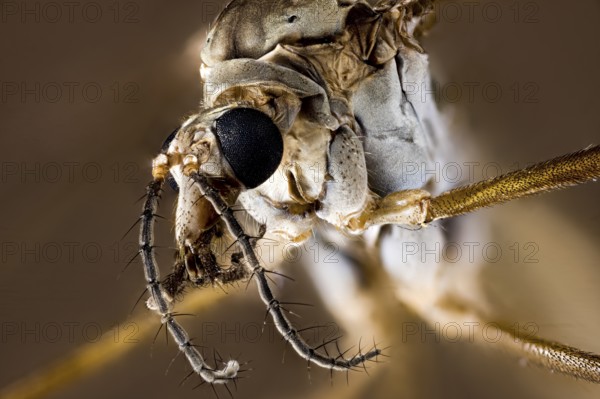 Close-up of an insect with detailed representation of the texture, A close-up of a meadow snake or marsh snake (Tipula paludosa)