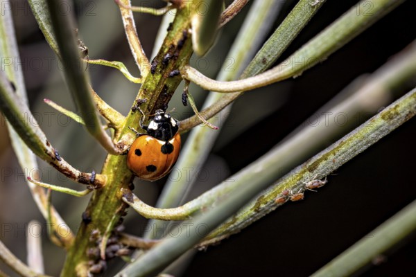 A ladybird sits on a branch in a close-up showing the texture of the plant, The ladybirds in a plant with aphids (Coccinellidae)