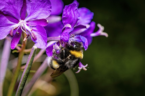 A bumblebee sits on a bright purple flower surrounded by a green background, Large earth bumblebee (Bombus terrestris) on a flower