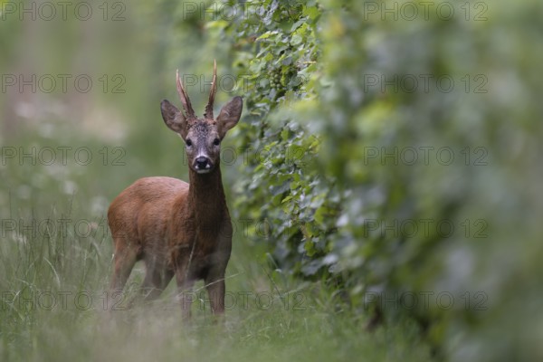 Roebuck in the rut, Biburg leaf time, Eifel Rhineland-Palatinate, Germany